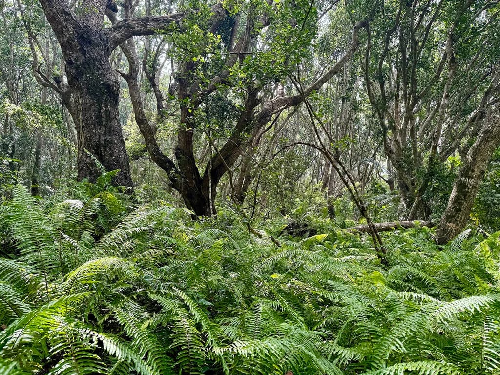 Jozani Forest
