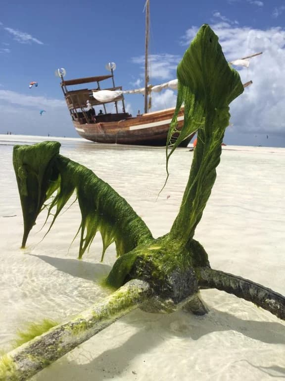 Zanzibar — Paje